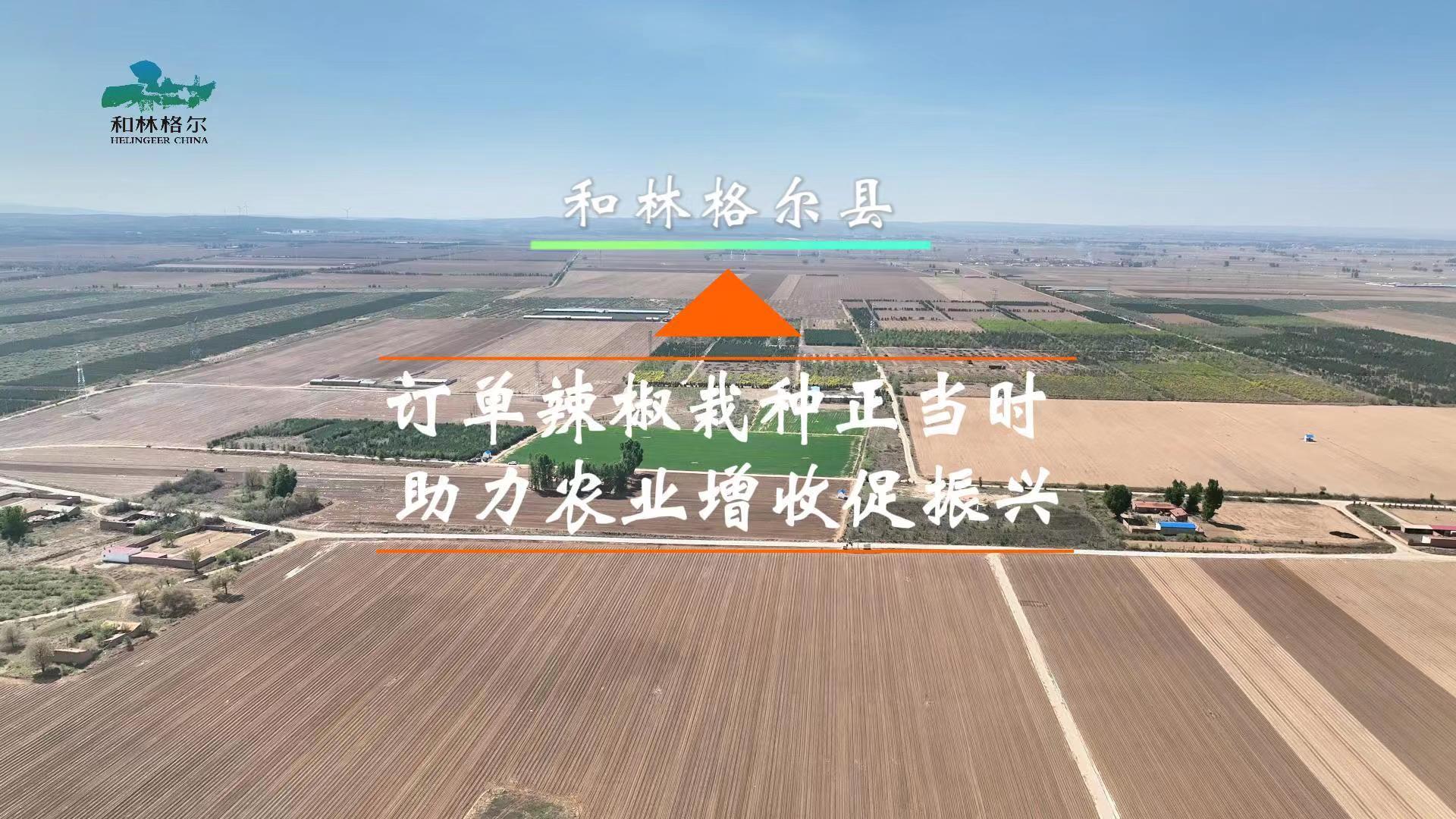 和林格尔县：订单辣椒栽种正当时  助力农业增收促振兴