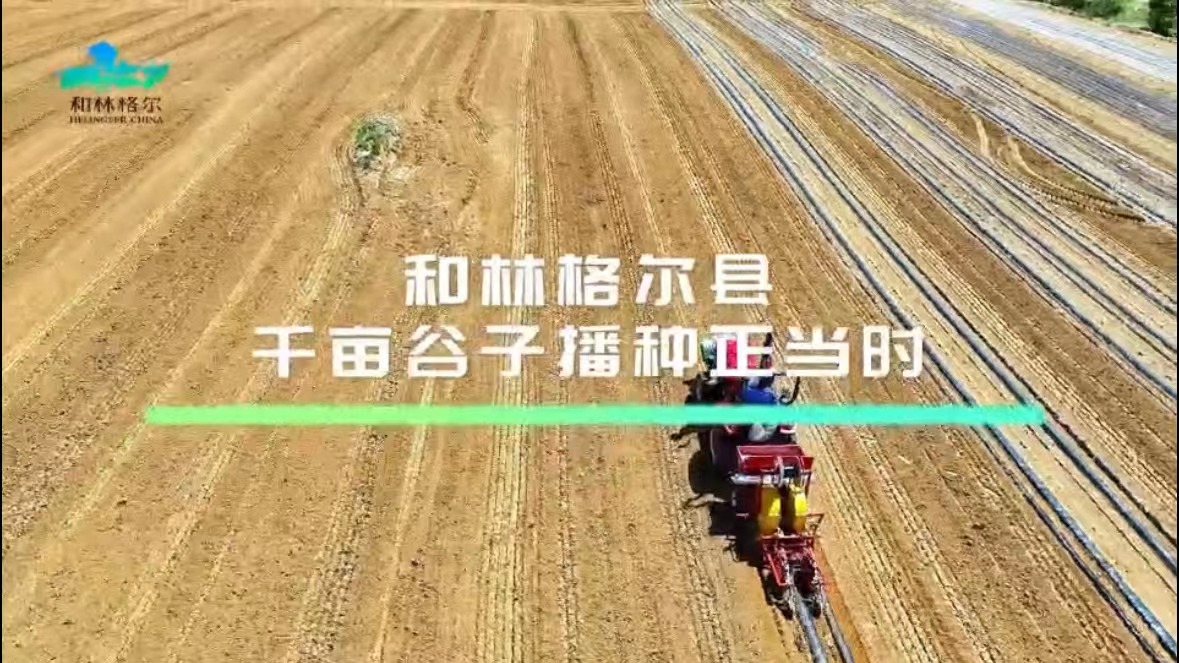 和林格尔县千亩谷子播种正当时