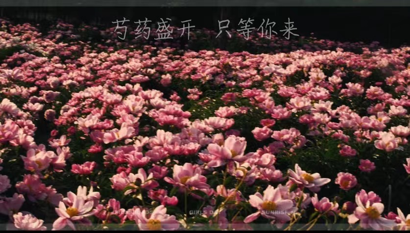 芍药盛开  只等你来！