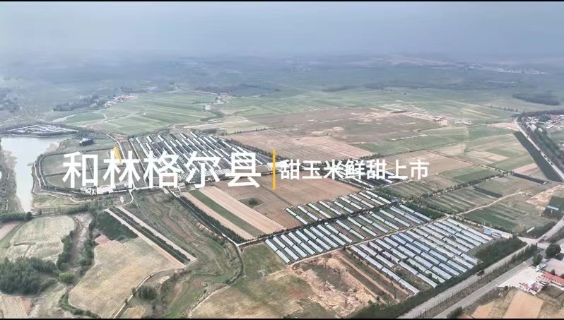 和林格尔县：甜玉米鲜甜上市