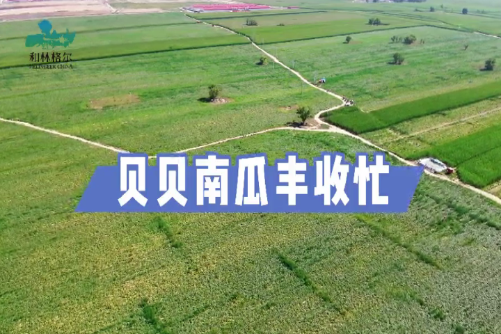 和林格尔县：贝贝南瓜丰收忙
