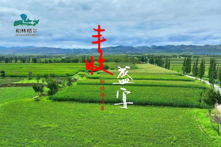 和林格尔  丰收盛宴