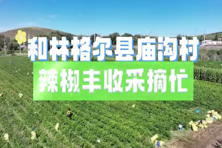 和林格尔县庙沟村：辣椒丰收采摘忙
