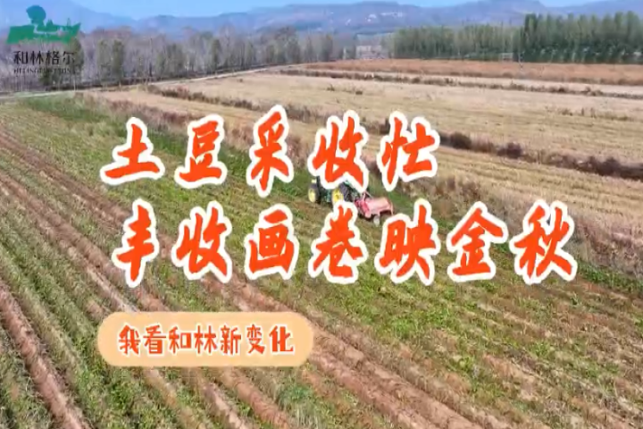 土豆采收忙  丰收画卷映金秋