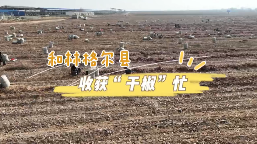 和林格尔县：收获“干椒”忙