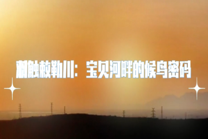 羽触敕勒川：宝贝河畔的候鸟密码