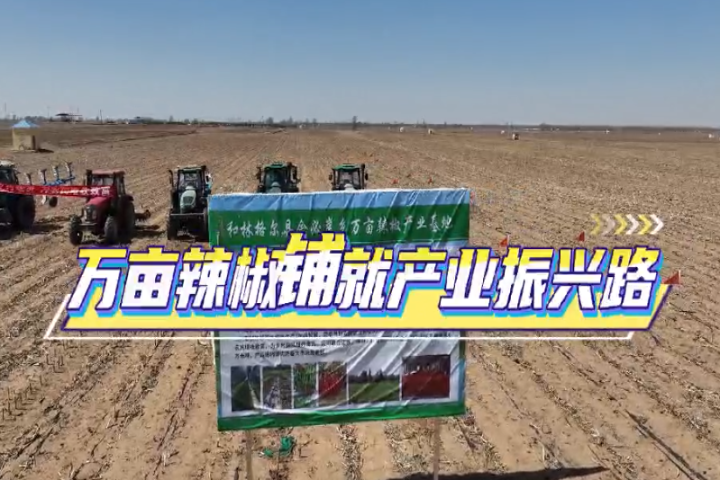 万亩辣椒铺就产业振兴路