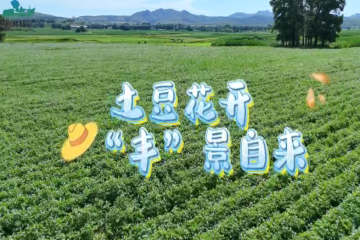 土豆花开   “丰”景自来
