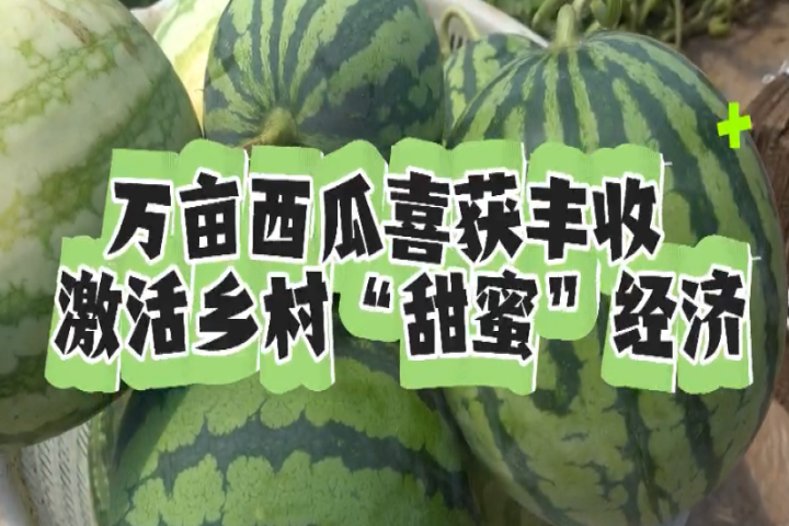 万亩西瓜喜获丰收 激活乡村“甜蜜”经济