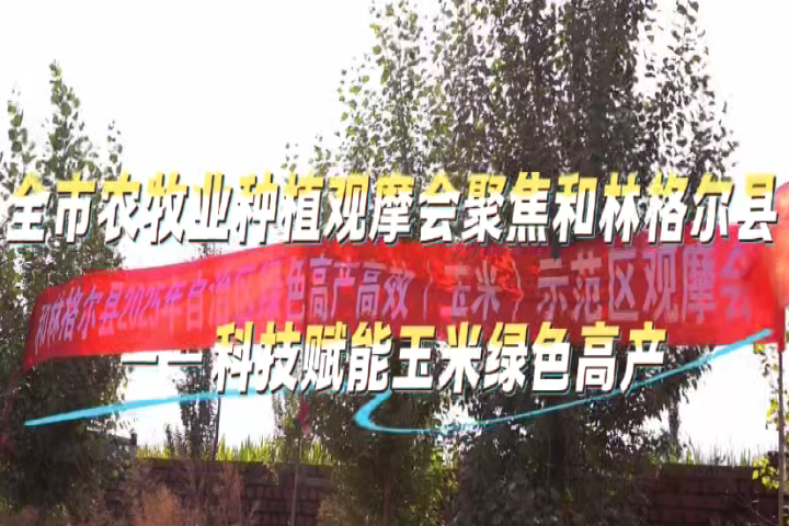 全市农牧业种植观摩会聚焦和林格尔县——科技赋能玉米绿色高产