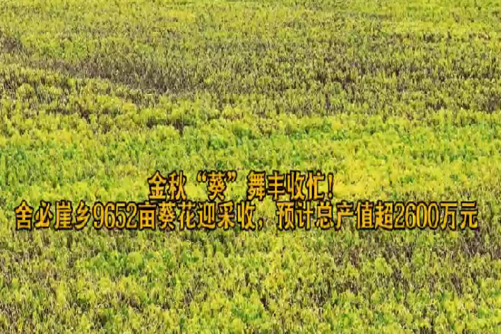 金秋“葵”舞丰收忙！