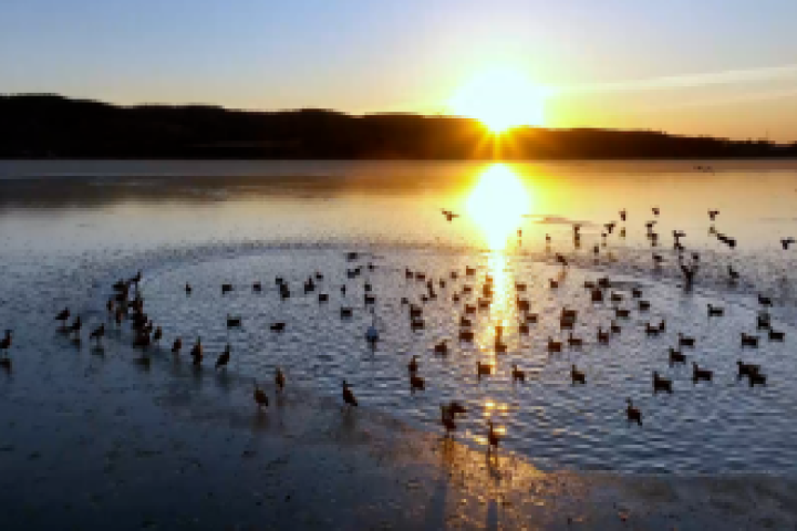 冬日宝贝河：赤麻鸭翩跹  绘就生态暖画卷