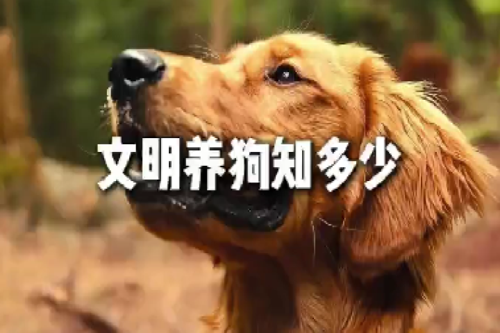 文明养犬知多少