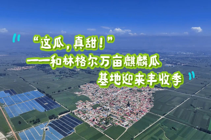 这瓜，真甜！——和林格尔万亩麒麟瓜基地丰收迎来丰收季