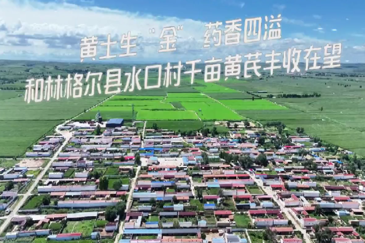 黄土生“金” 药香四溢 ——和林格尔县舍必崖乡水口村千亩黄芪丰收在望