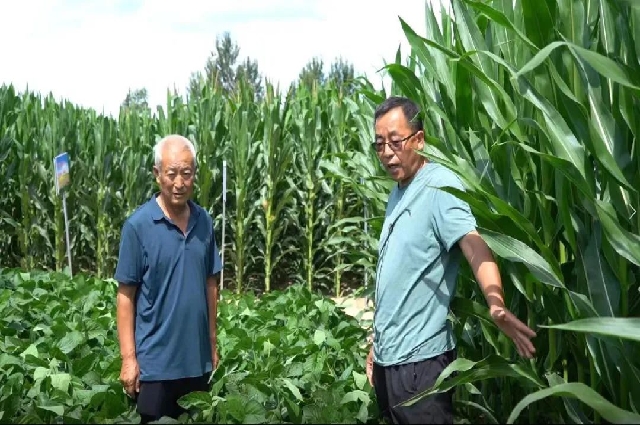 和林格尔县：2.7万亩大豆玉米带状复合种植区农作物长势喜人