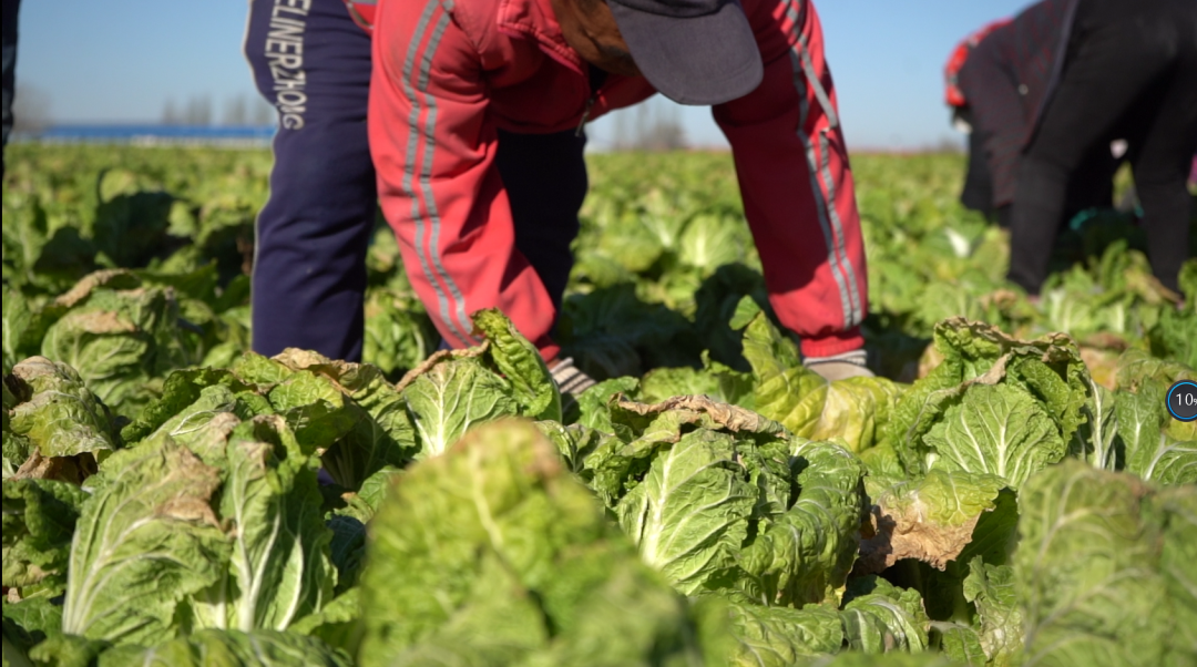 和林格尔县：头茬西瓜二茬菜 今年的收入真不赖