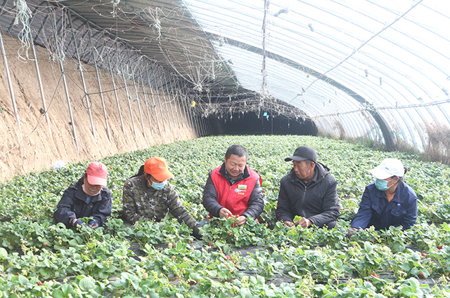 县科技局开展草莓种植技术指导服务活动