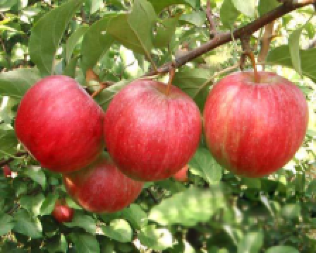 和林格尔县123苹果获丰收 产销两旺果农笑