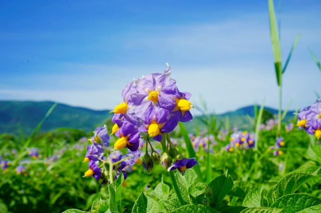 土豆花开 “丰”景自来