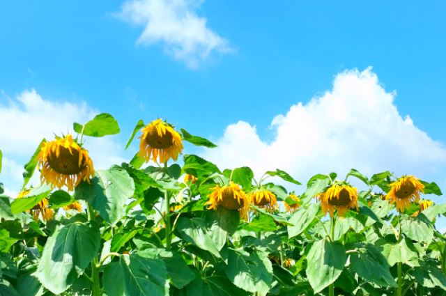 和林格尔县：万亩葵花开成画 向阳产业富万家