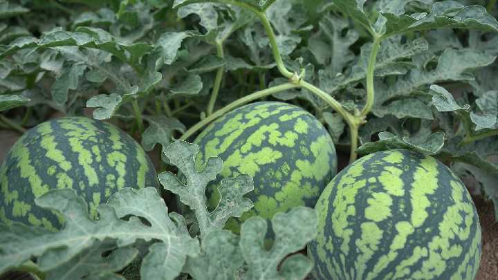 和林格尔县：万亩西瓜喜获丰收 激活乡村“甜蜜”经济