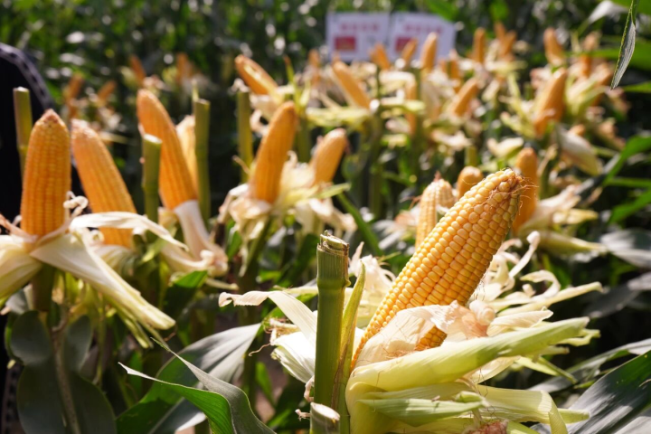 和林格尔县：科技赋能玉米绿色高产