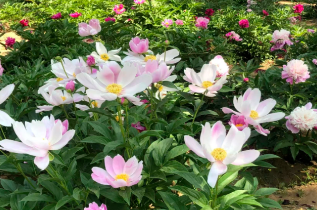 和林格尔之绿色交响曲：生态赋能绘新卷 奋楫扬帆启新程