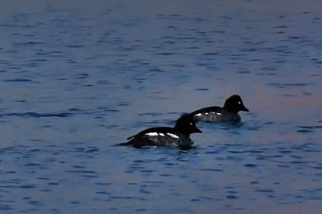 和林格尔县：候鸟北归 诗意的自然盛景