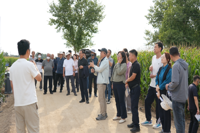 和林格尔县：千亩示范田发力 探索玉米绿色高产新路径